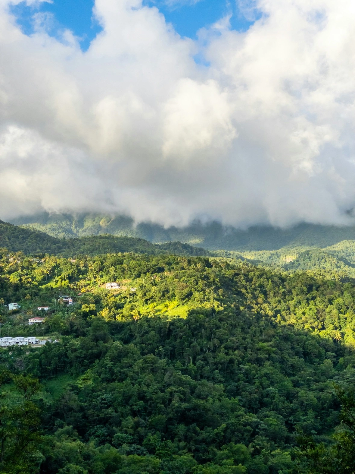 Vue sur les forêts tropicales de la Dominique